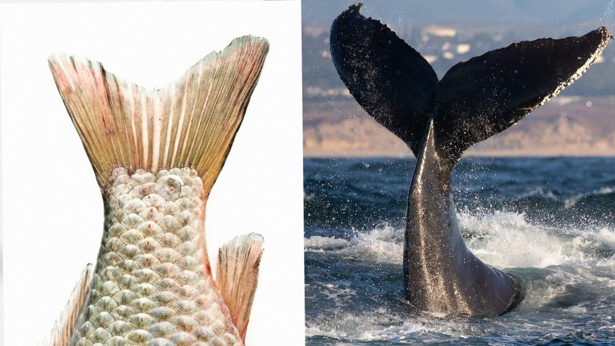 Kuyruk Yüzgeçleri Balıklarda 