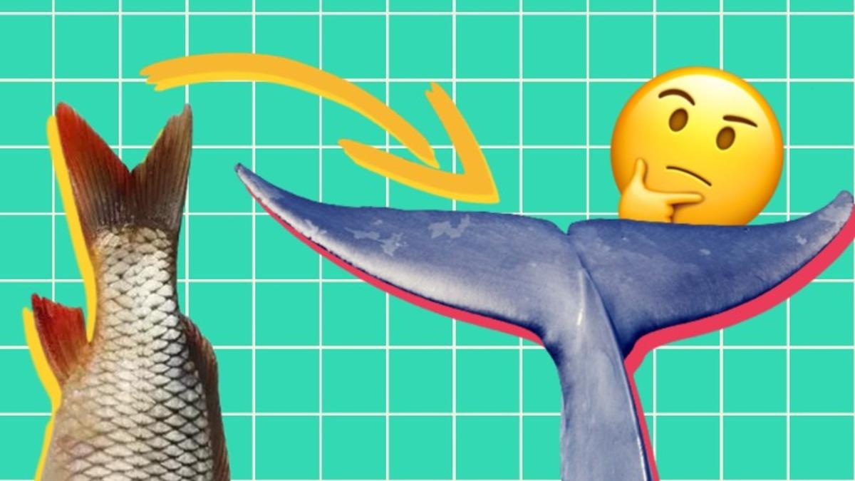 Kuyruk Yüzgeçleri Balıklarda "Dikey"ken Balina Gibi Deniz Memelilerinde Neden "Yatay"dır?