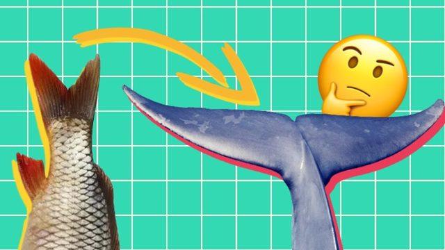 Kuyruk Yüzgeçleri Balıklarda "Dikey"ken Balina Gibi Deniz Memelilerinde Neden "Yatay"dır?