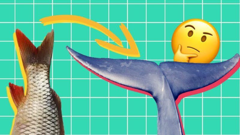 Kuyruk Yüzgeçleri Balıklarda "Dikey"ken Balina Gibi Deniz Memelilerinde Neden "Yatay"dır?