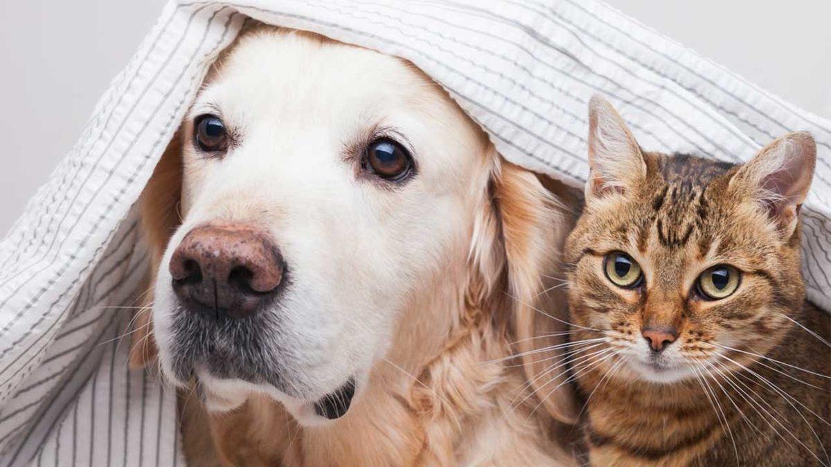 Kediler mi Köpekler mi Daha Zeki: Uzmanlardan ’Vay Canına(!)’ Dedirten Açıklama