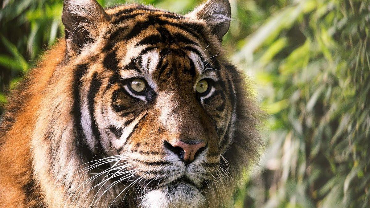 Tamamen Kör Doğdukları İçin Geceleri Bile Avlanabilen Kaplanların Az Bilinen İlginç Özellikleri