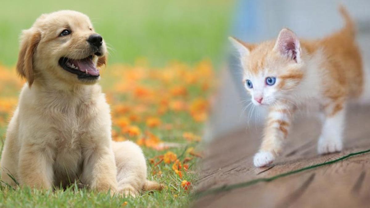 Kediler mi Köpekler mi Daha Zeki: Uzmanlardan ’Vay Canına(!)’ Dedirten Açıklama