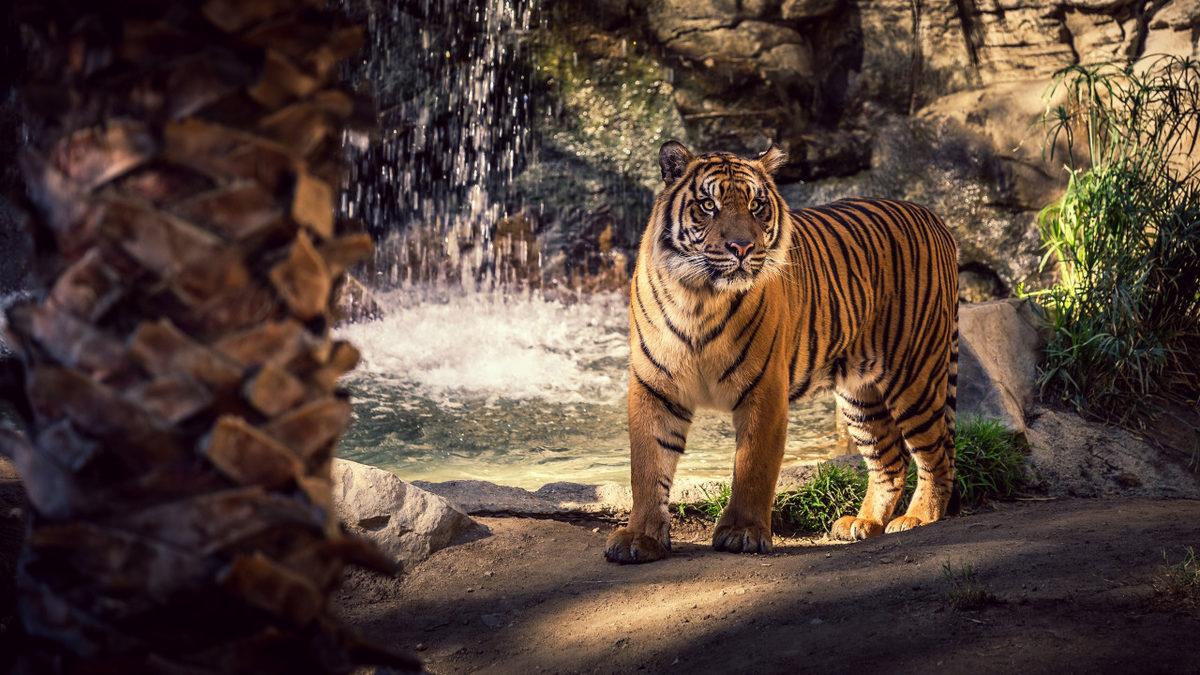 Tamamen Kör Doğdukları İçin Geceleri Bile Avlanabilen Kaplanların Az Bilinen İlginç Özellikleri