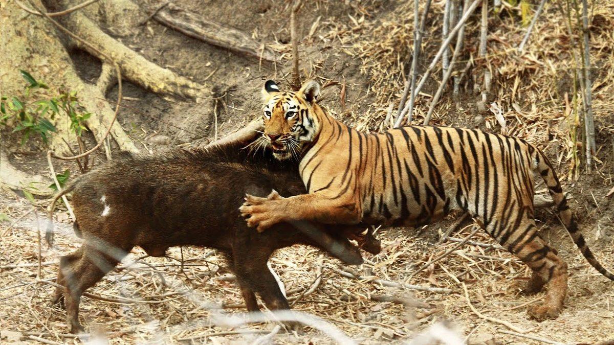 Tamamen Kör Doğdukları İçin Geceleri Bile Avlanabilen Kaplanların Az Bilinen İlginç Özellikleri