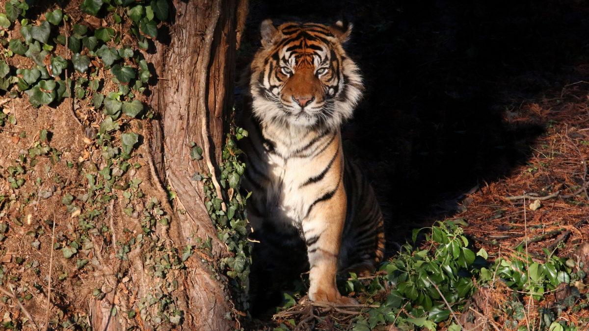 Tamamen Kör Doğdukları İçin Geceleri Bile Avlanabilen Kaplanların Az Bilinen İlginç Özellikleri