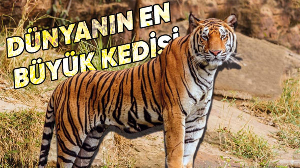 Tamamen Kör Doğdukları İçin Geceleri Bile Avlanabilen Kaplanların Az Bilinen İlginç Özellikleri