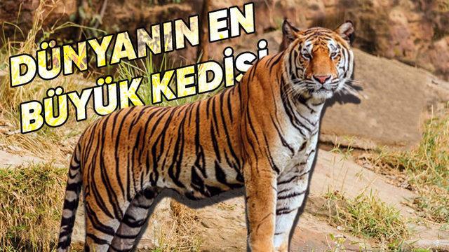 Tamamen Kör Doğdukları İçin Geceleri Bile Avlanabilen Kaplanların Az Bilinen İlginç Özellikleri