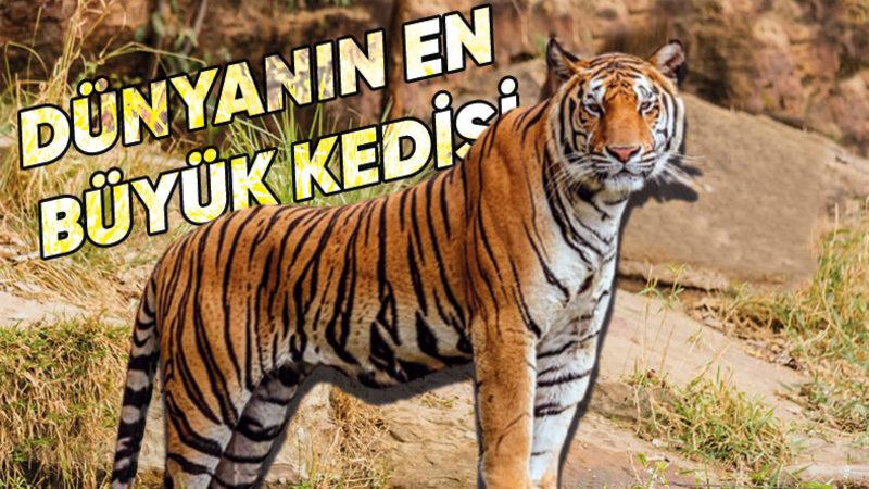 Tamamen Kör Doğdukları İçin Geceleri Bile Avlanabilen Kaplanların Az Bilinen İlginç Özellikleri