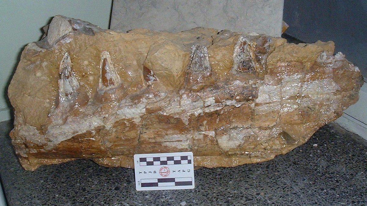 1999 Yılında Kastamonu’da Bulunan Bu İlginç Canlı Neyin Nesiydi?