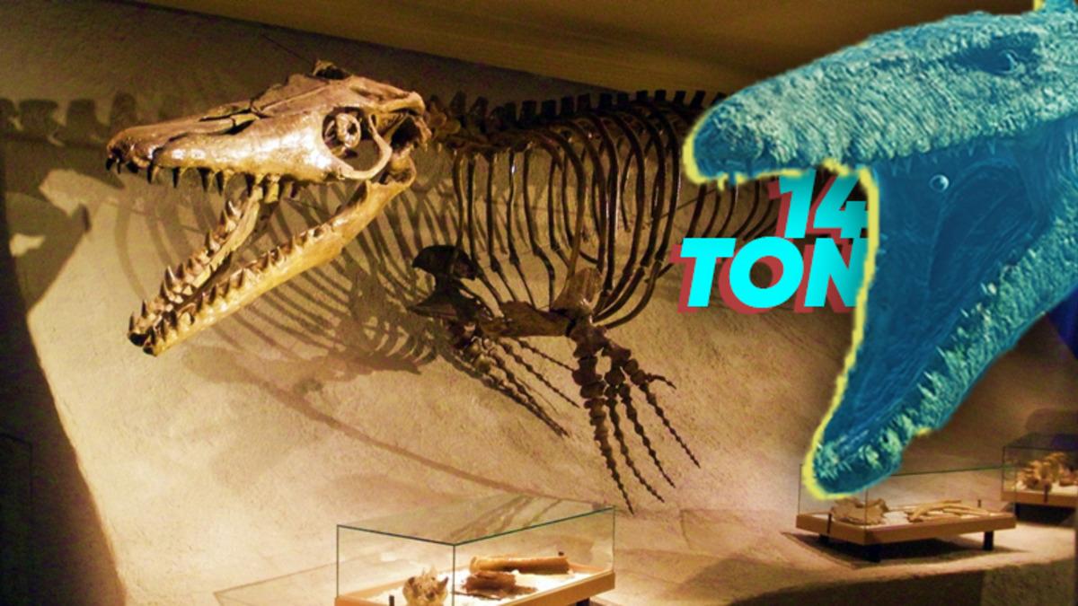 1999 Yılında Kastamonu’da Bulunan Bu İlginç Canlı Neyin Nesiydi?