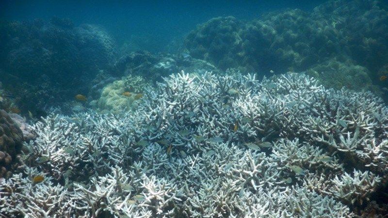 Avustralya’nın Meşhur Set Resifini Yok Etmek Üzereyiz
