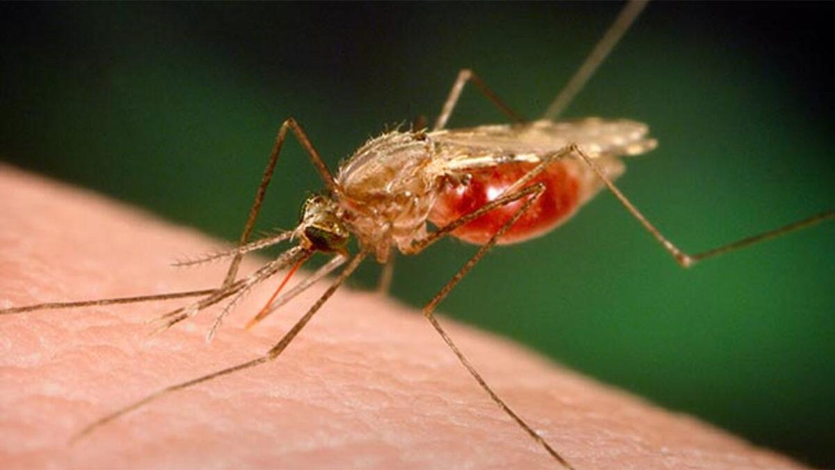 Dünya Sağlık Örgütü, Tarihte İlk Kez Bir Sıtma Aşısını Onayladı