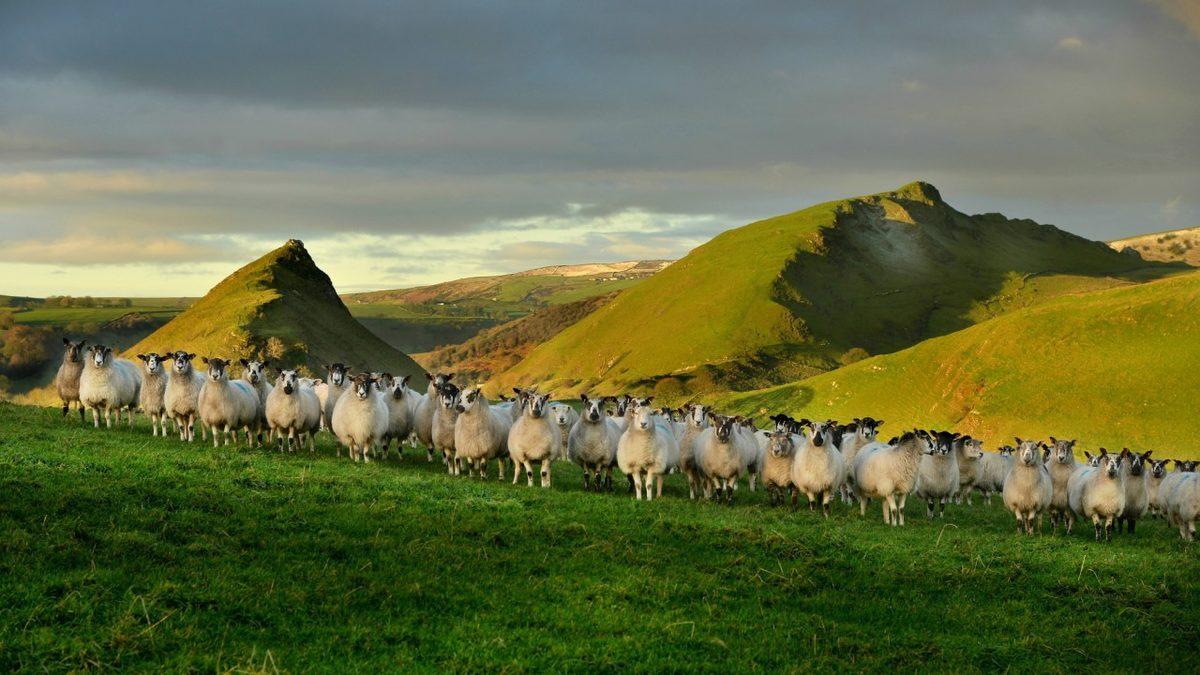 Koyun Nüfusunun İnsan Nüfusundan Fazla Olduğu Ülke Galler Hakkında 11 İlginç Bilgi