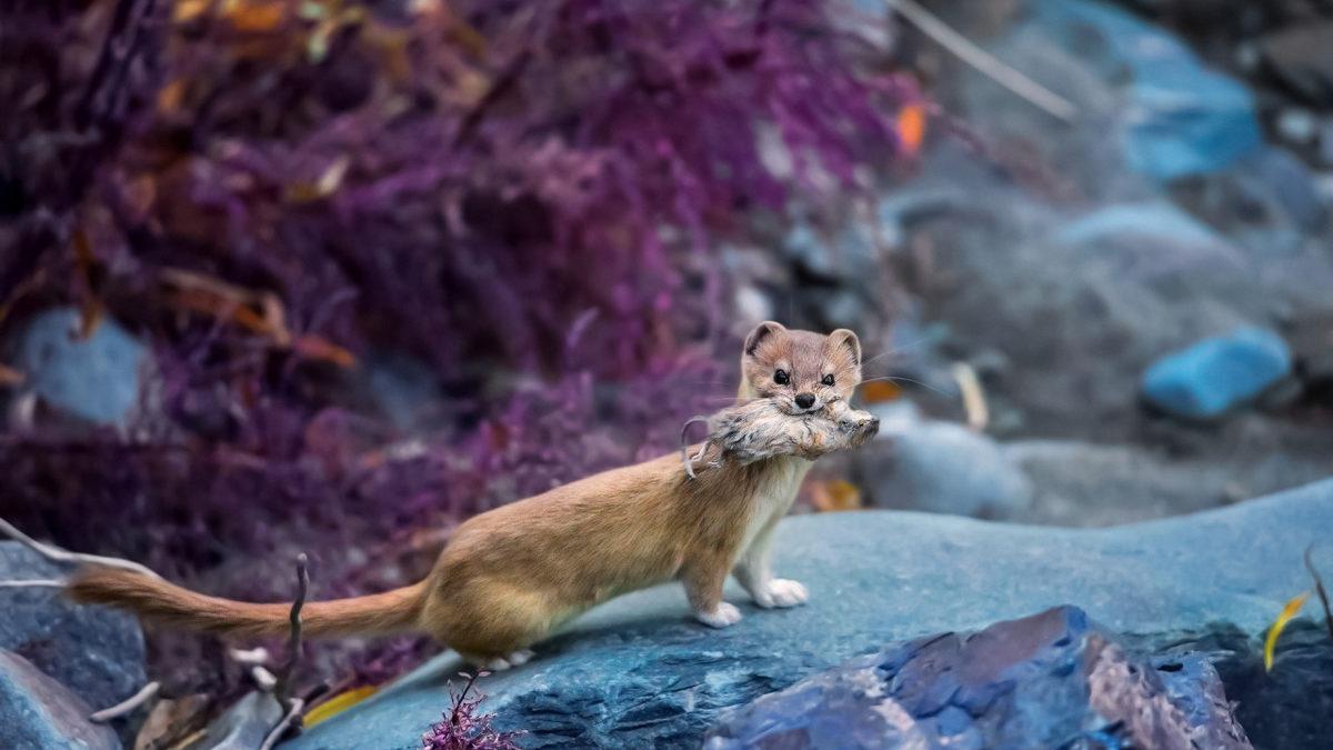 Bakmayın Öyle Masum Durduğuna: Avını Tek Isırıkta Öldürebilen Doğanın ’Sevimli Katili’ Gelincikler Hakkında 8 İlginç Bilgi