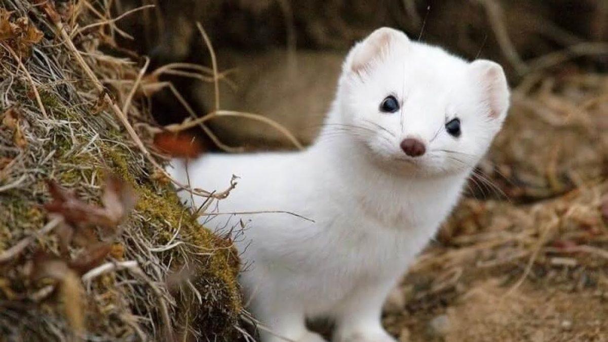 Bakmayın Öyle Masum Durduğuna: Avını Tek Isırıkta Öldürebilen Doğanın ’Sevimli Katili’ Gelincikler Hakkında 8 İlginç Bilgi