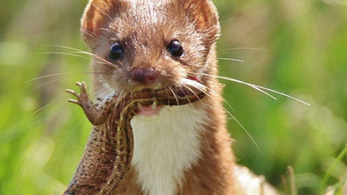 Bakmayın Öyle Masum Durduğuna: Avını Tek Isırıkta Öldürebilen Doğanın ’Sevimli Katili’ Gelincikler Hakkında 8 İlginç Bilgi