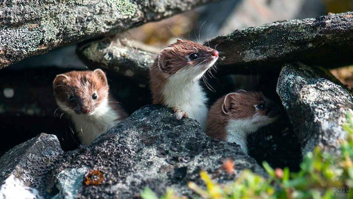 Bakmayın Öyle Masum Durduğuna: Avını Tek Isırıkta Öldürebilen Doğanın ’Sevimli Katili’ Gelincikler Hakkında 8 İlginç Bilgi