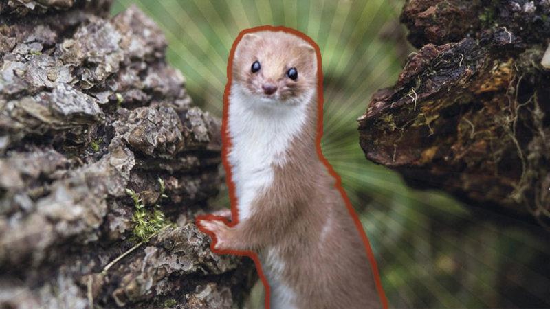 Bakmayın Öyle Masum Durduğuna: Avını Tek Isırıkta Öldürebilen Doğanın ’Sevimli Katili’ Gelincikler Hakkında 8 İlginç Bilgi