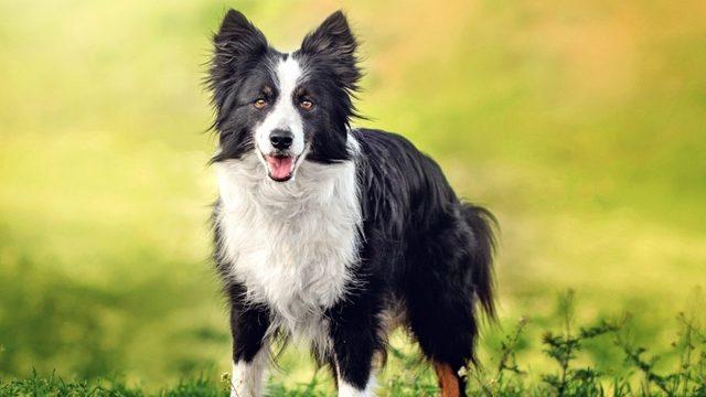 Bizim İsmimizi de Biliyorlar: Köpeklerin İsimleri 2 Ay Akıllarında Tutabildikleri Açıklandı