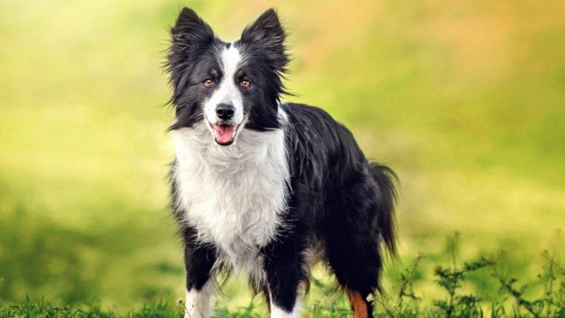 Bizim İsmimizi de Biliyorlar: Köpeklerin İsimleri 2 Ay Akıllarında Tutabildikleri Açıklandı