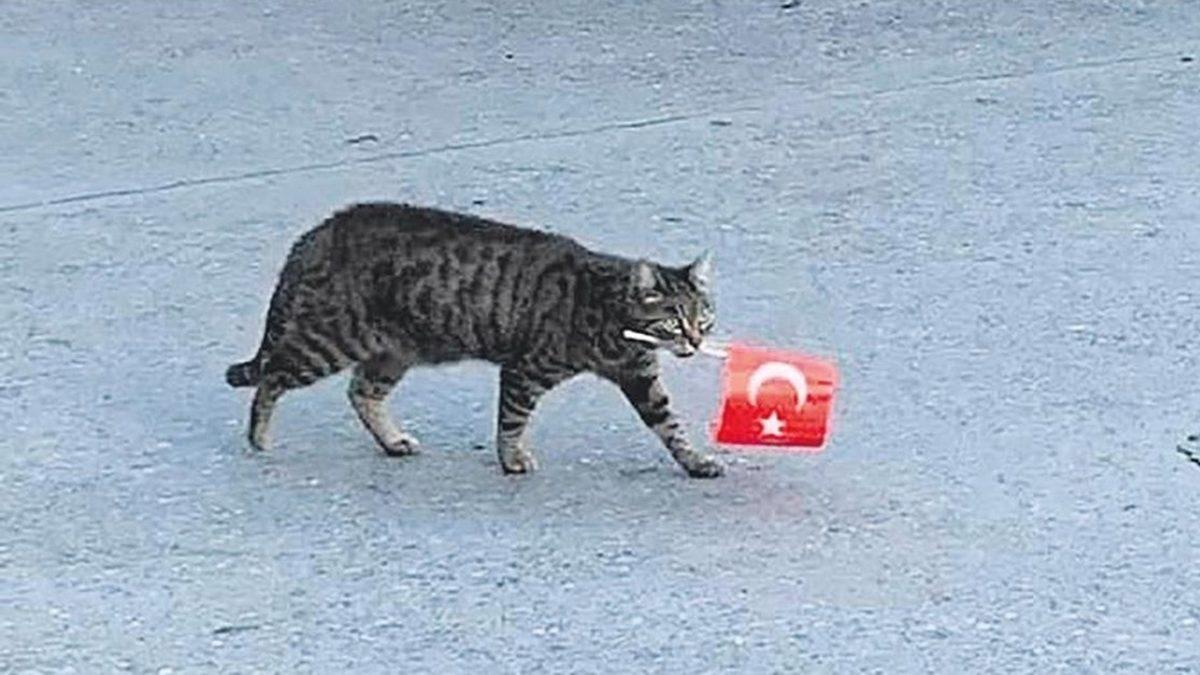 Apartman Bahçesinde Beslediğiniz Kedilerden Rahatsız Olan Komşunuzu Nasıl Savuşturabilirsiniz?