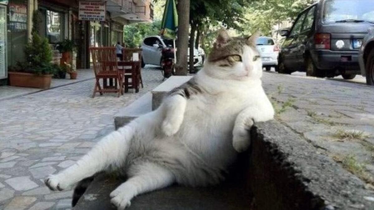 Apartman Bahçesinde Beslediğiniz Kedilerden Rahatsız Olan Komşunuzu Nasıl Savuşturabilirsiniz?