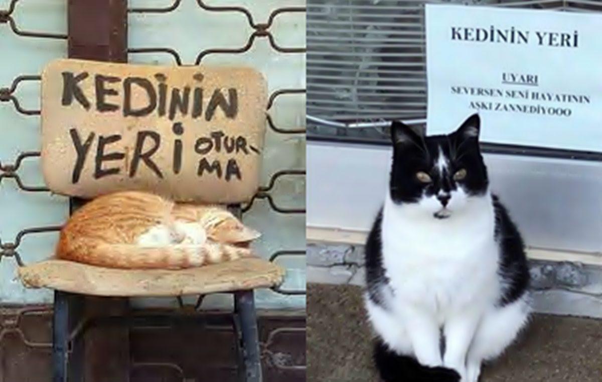 Apartman Bahçesinde Beslediğiniz Kedilerden Rahatsız Olan Komşunuzu Nasıl Savuşturabilirsiniz?