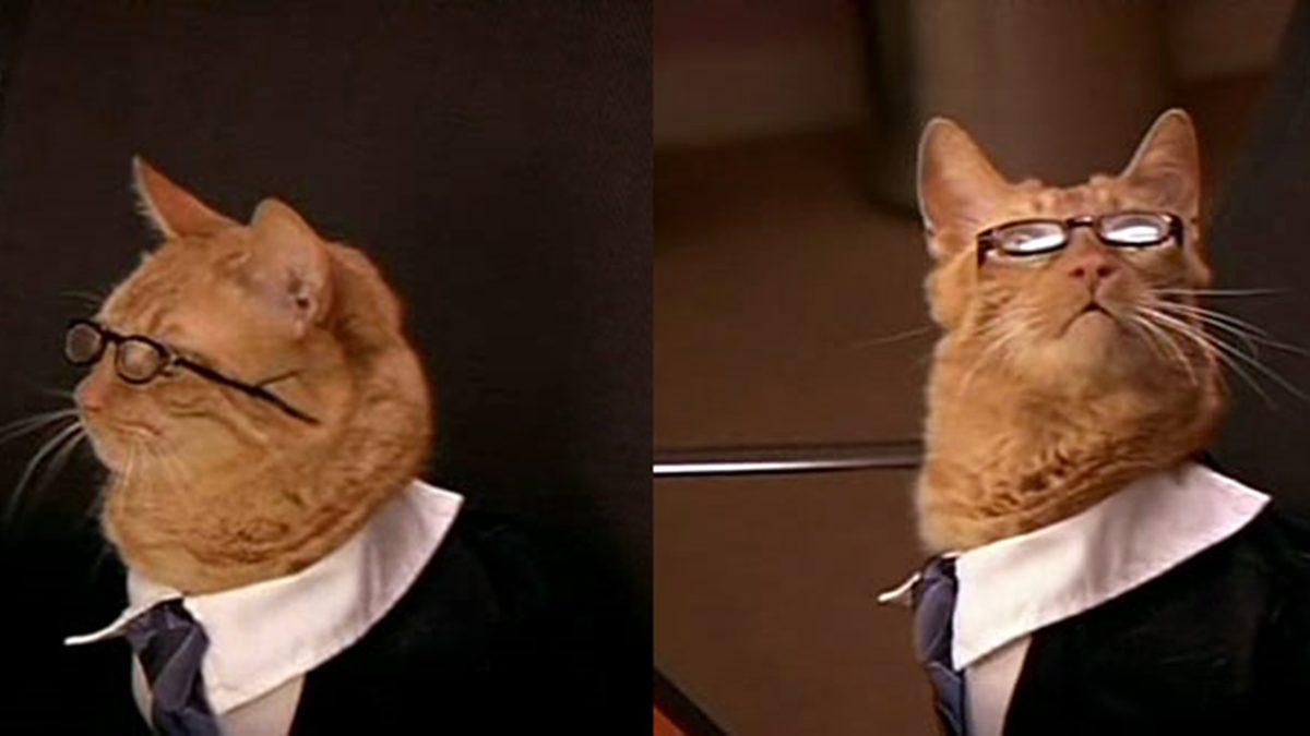 Apartman Bahçesinde Beslediğiniz Kedilerden Rahatsız Olan Komşunuzu Nasıl Savuşturabilirsiniz?