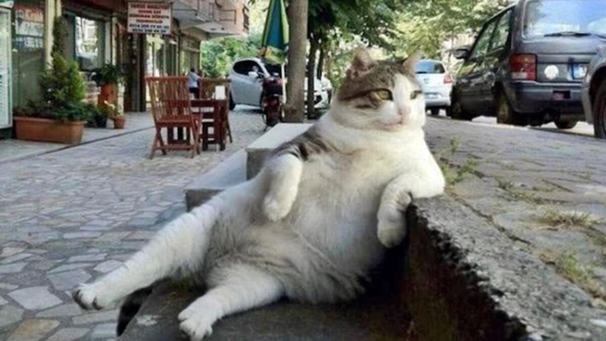 Apartman Bahçesinde Beslediğiniz Kedilerden Rahatsız Olan Komşunuzu Nasıl Savuşturabilirsiniz?