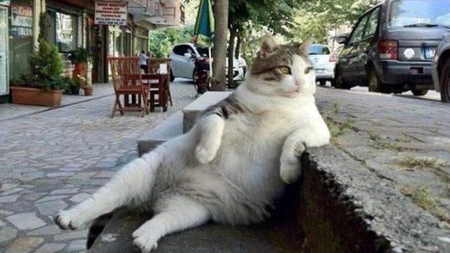 Apartman Bahçesinde Beslediğiniz Kedilerden Rahatsız Olan Komşunuzu Nasıl Savuşturabilirsiniz?