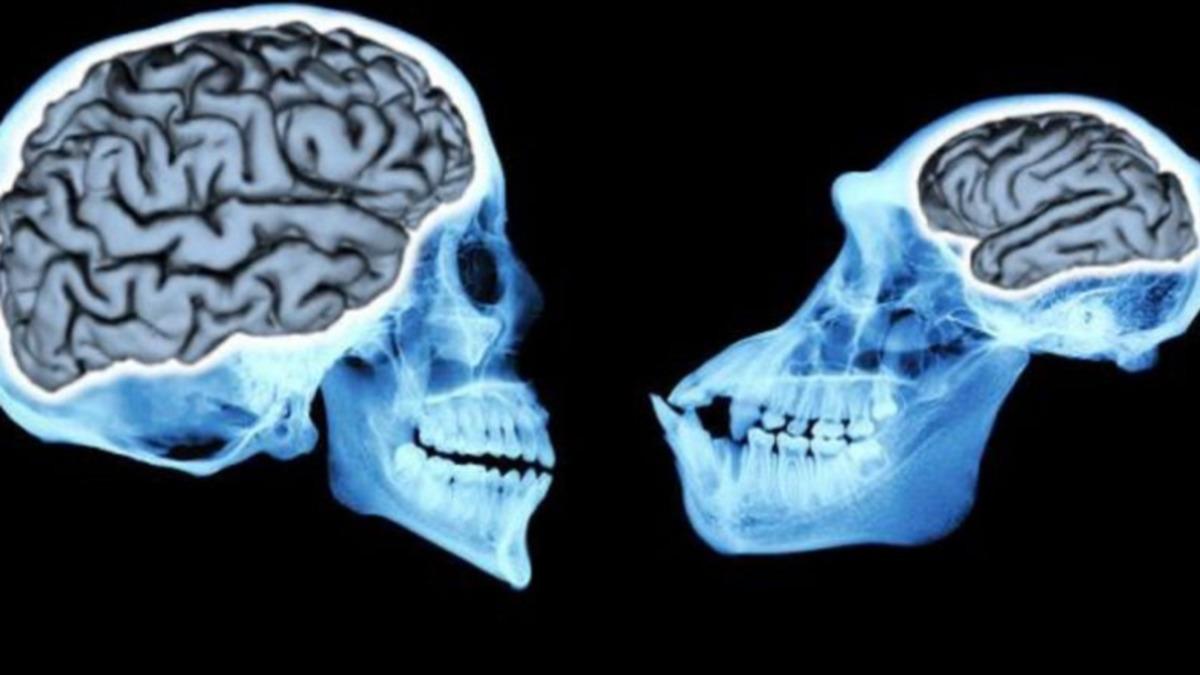 Şempanze Beyni ile İnsan Beyninin Farklı Çalışmasına Neden Olan Şey Keşfedildi