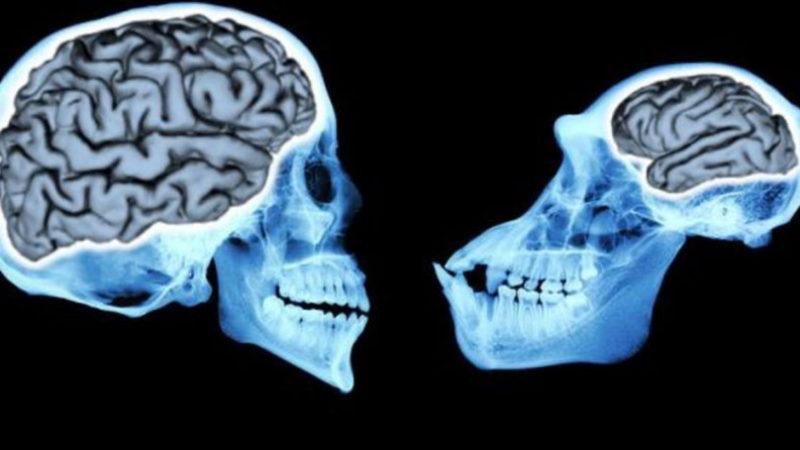 Şempanze Beyni ile İnsan Beyninin Farklı Çalışmasına Neden Olan Şey Keşfedildi