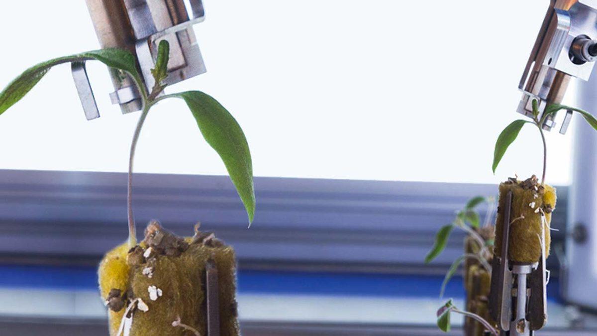 Konya Kadar Yüz Ölçümü Olan Hollanda, Nasıl Oluyor da Türkiye’nin Tamamından Daha Fazla Tarım Ürünü Yetiştirebiliyor?