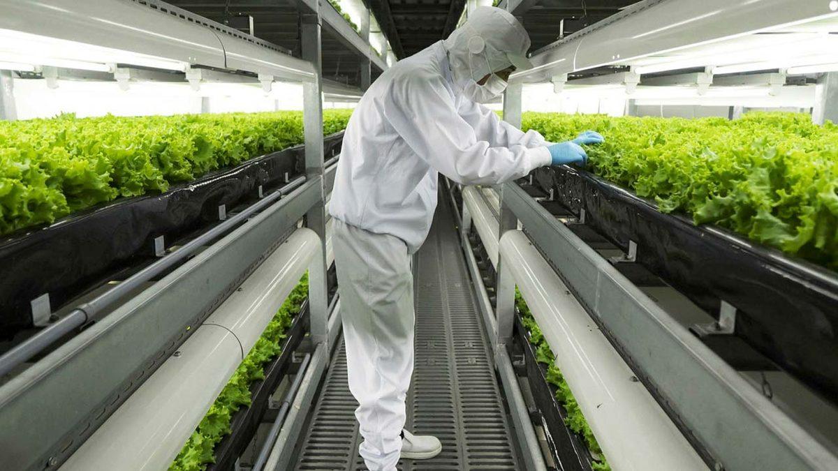 Konya Kadar Yüz Ölçümü Olan Hollanda, Nasıl Oluyor da Türkiye’nin Tamamından Daha Fazla Tarım Ürünü Yetiştirebiliyor?