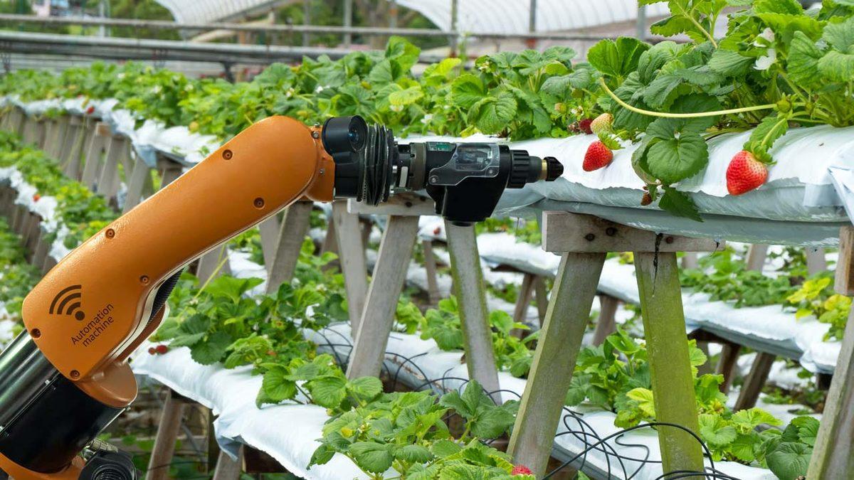 Konya Kadar Yüz Ölçümü Olan Hollanda, Nasıl Oluyor da Türkiye’nin Tamamından Daha Fazla Tarım Ürünü Yetiştirebiliyor?