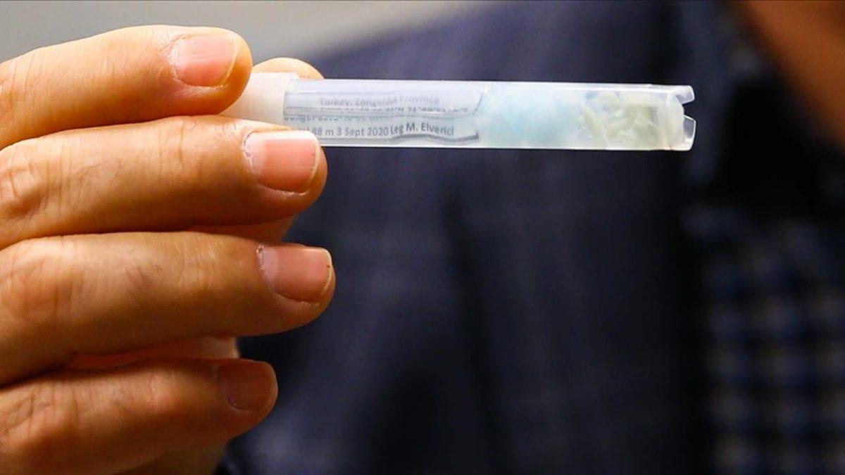 Zonguldak’ta Yeni Bir Canlı Türü Keşfedildi (Sadece 13 Milimetre Uzunluğunda)