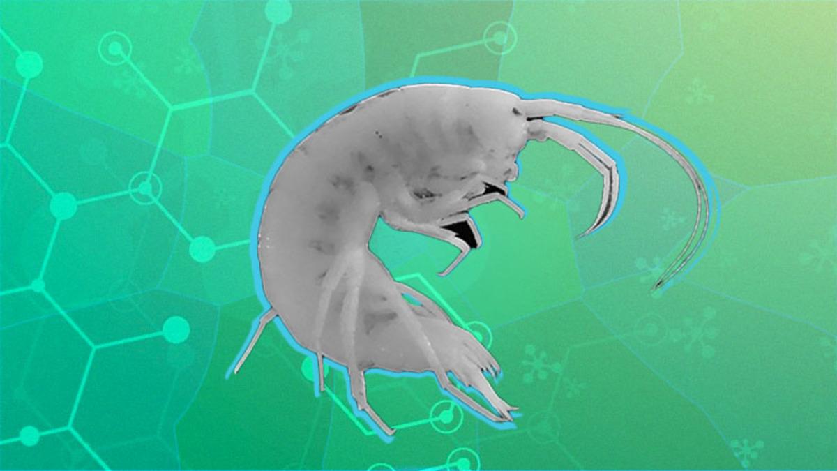 Zonguldak’ta Yeni Bir Canlı Türü Keşfedildi (Sadece 13 Milimetre Uzunluğunda)