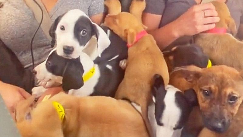 Ölümün Kıyısındaki 27 Yavru Köpeğin Bir Uçağa Doluşturularak Kurtarıldığı Yürekleri Isıtan TikTok Videosu