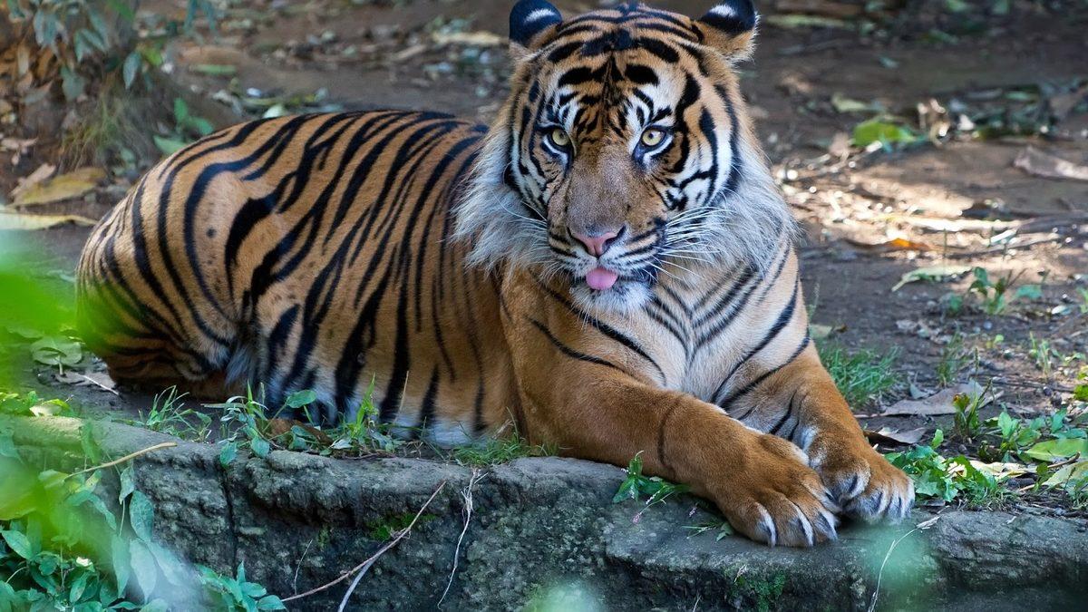 Suçluları Hala Kurşuna Dizerek İnfaz Eden Endonezya’nın Ne Kadar İlginç Bir Ülke Olduğunu Kanıtlayan Bilgiler