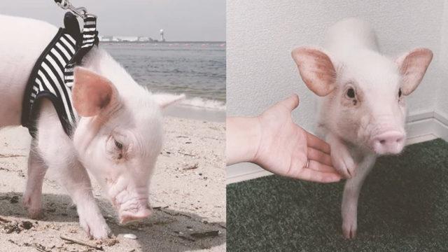 Yavru Domuz Videoları ile Fenomen Olan Adam, Pişmiş Yavru Domuz Fotoğrafı Paylaşınca Ölüm Tehditleri Aldı