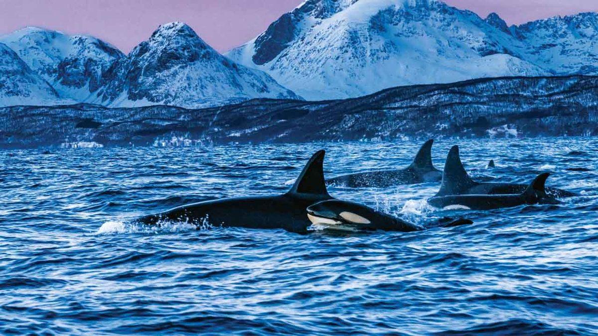 Katil Balinaların Nesli, Tuvalet Kağıtları Yüzünden Tükeniyor Olabilir: İnsanlar İçin de Tehlike Ölümcül Seviyede