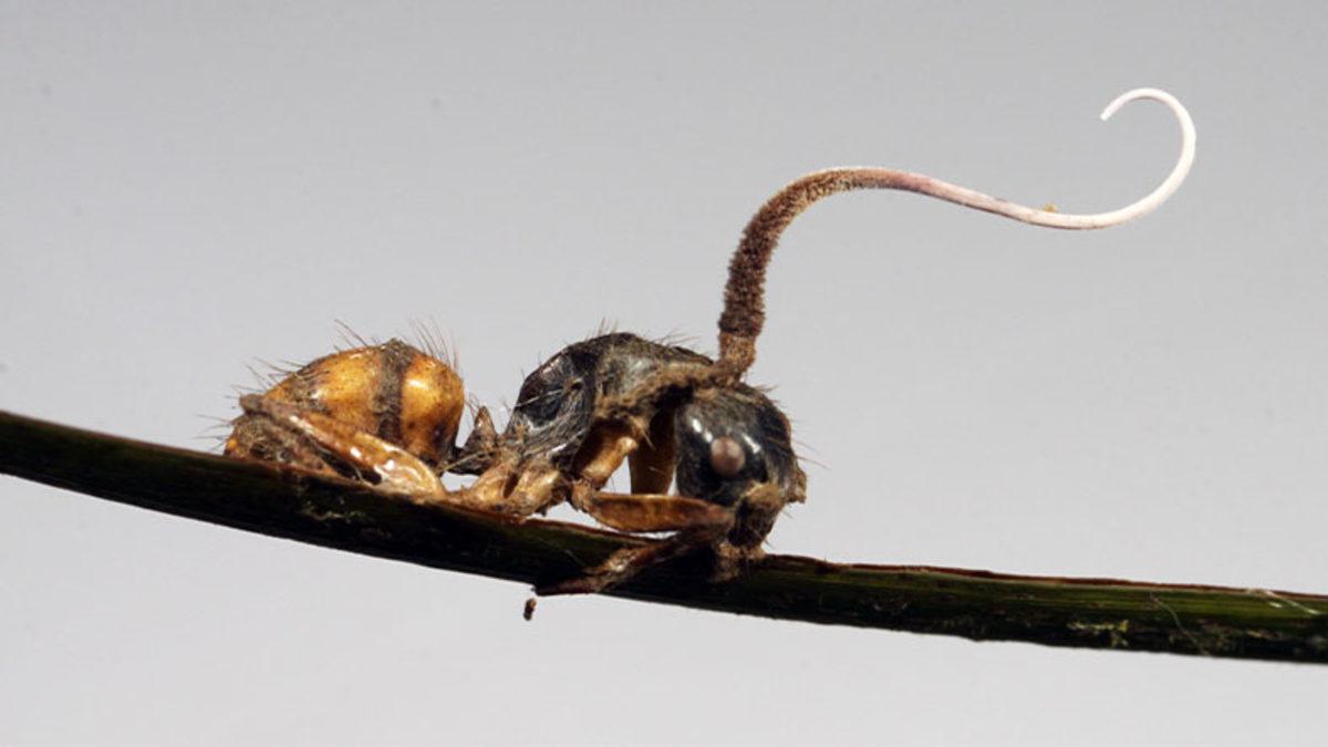 The Last of Us’taki Salgına Sebep Olan Mantar Aslında Gerçek: Peki Anlatıldığı Gibi İnsanları Etkileyebilir mi?