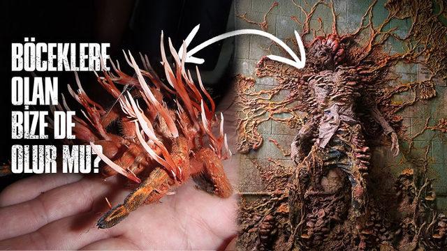 The Last of Us’taki Salgına Sebep Olan Mantar Aslında Gerçek: Peki Anlatıldığı Gibi İnsanları Etkileyebilir mi?