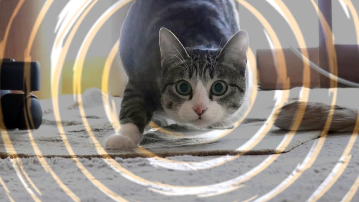 Kediler İleri Doğru Hamle Yapmadan Önce Kıçlarını Neden Twerk Yaparmış Gibi Sallarlar?