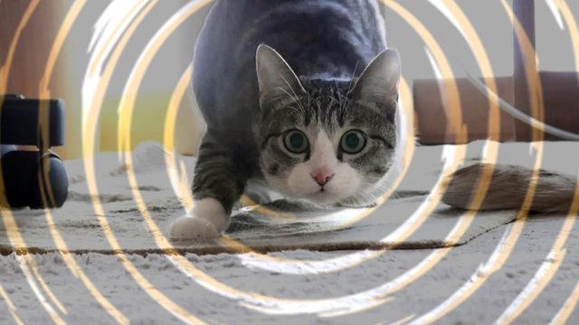 Kediler İleri Doğru Hamle Yapmadan Önce Kıçlarını Neden Twerk Yaparmış Gibi Sallarlar?