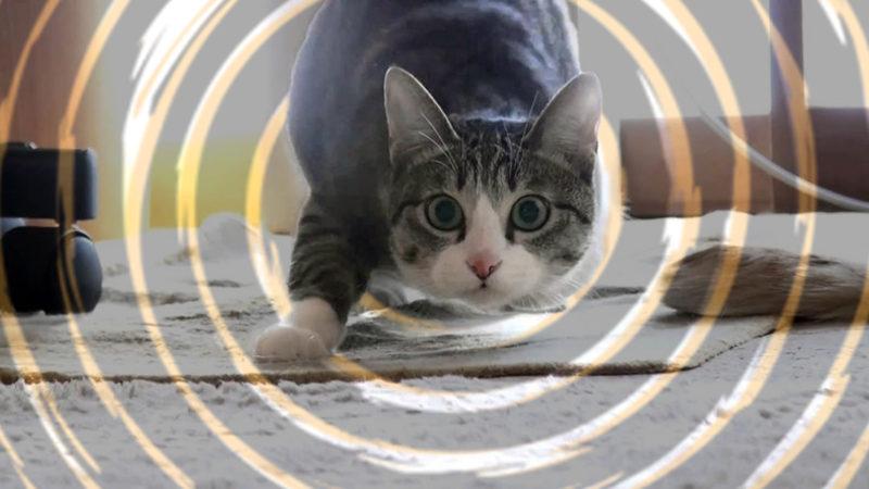 Kediler İleri Doğru Hamle Yapmadan Önce Kıçlarını Neden Twerk Yaparmış Gibi Sallarlar?