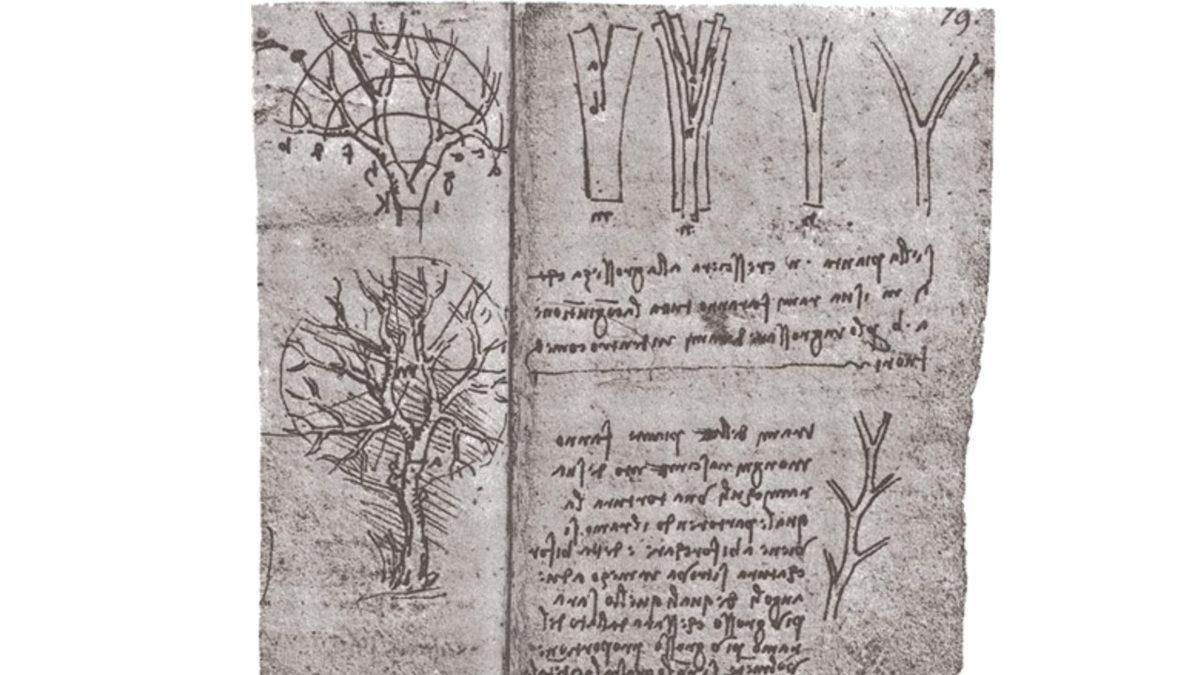 Büyük Deha Leonardo da Vinci’nin Ağaçlar Üzerine Yaptığı Çok İlginç Gözlem