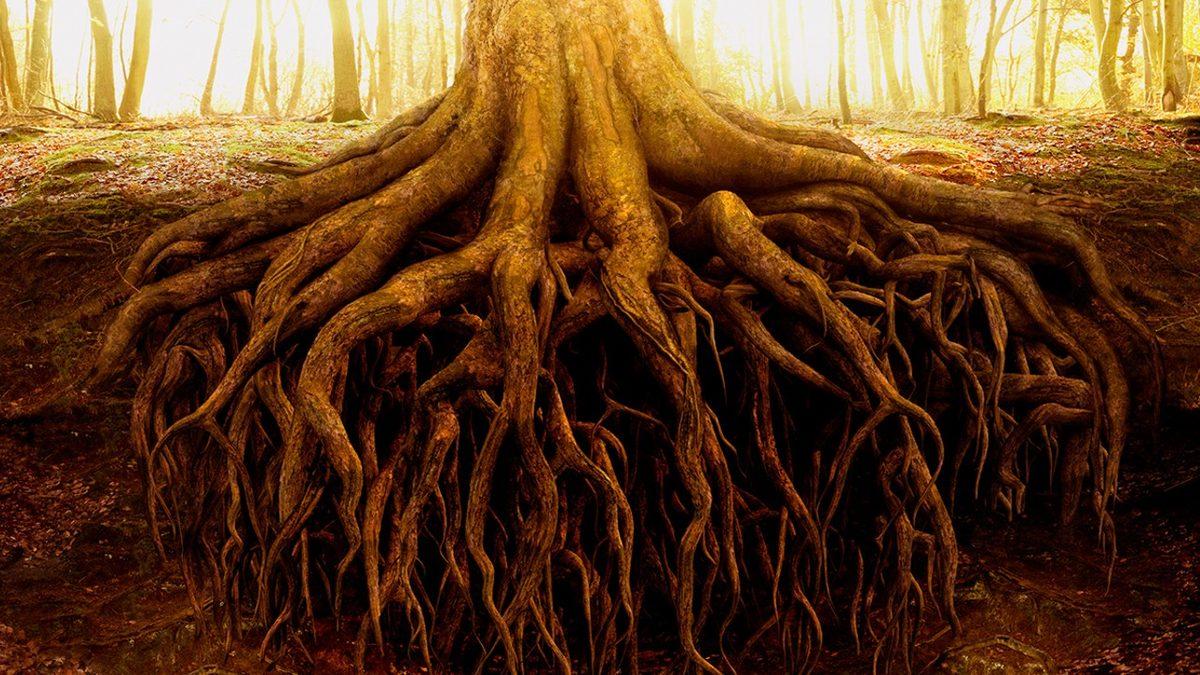 Büyük Deha Leonardo da Vinci’nin Ağaçlar Üzerine Yaptığı Çok İlginç Gözlem