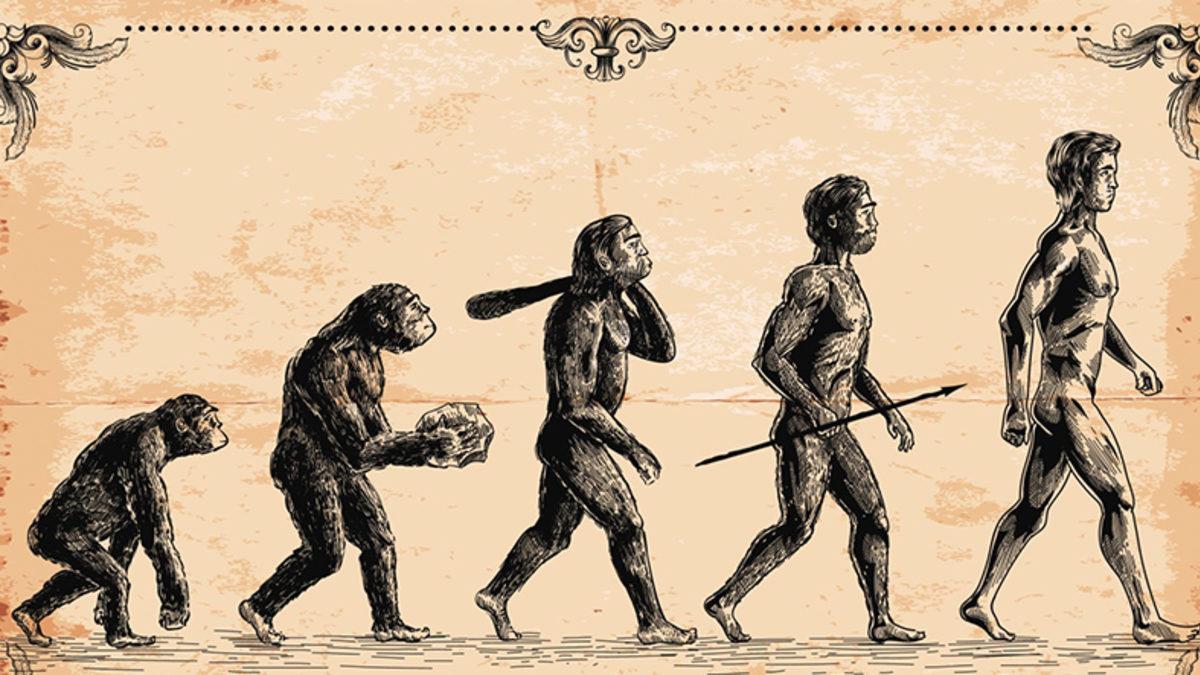 İnsanların Kuyruğu Olmamasına Rağmen Neden ’Kuyruk Sokumu’ Vardır?